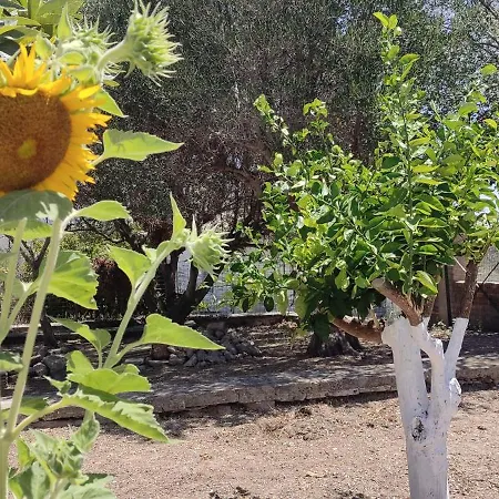 Regina House * Metaxáta